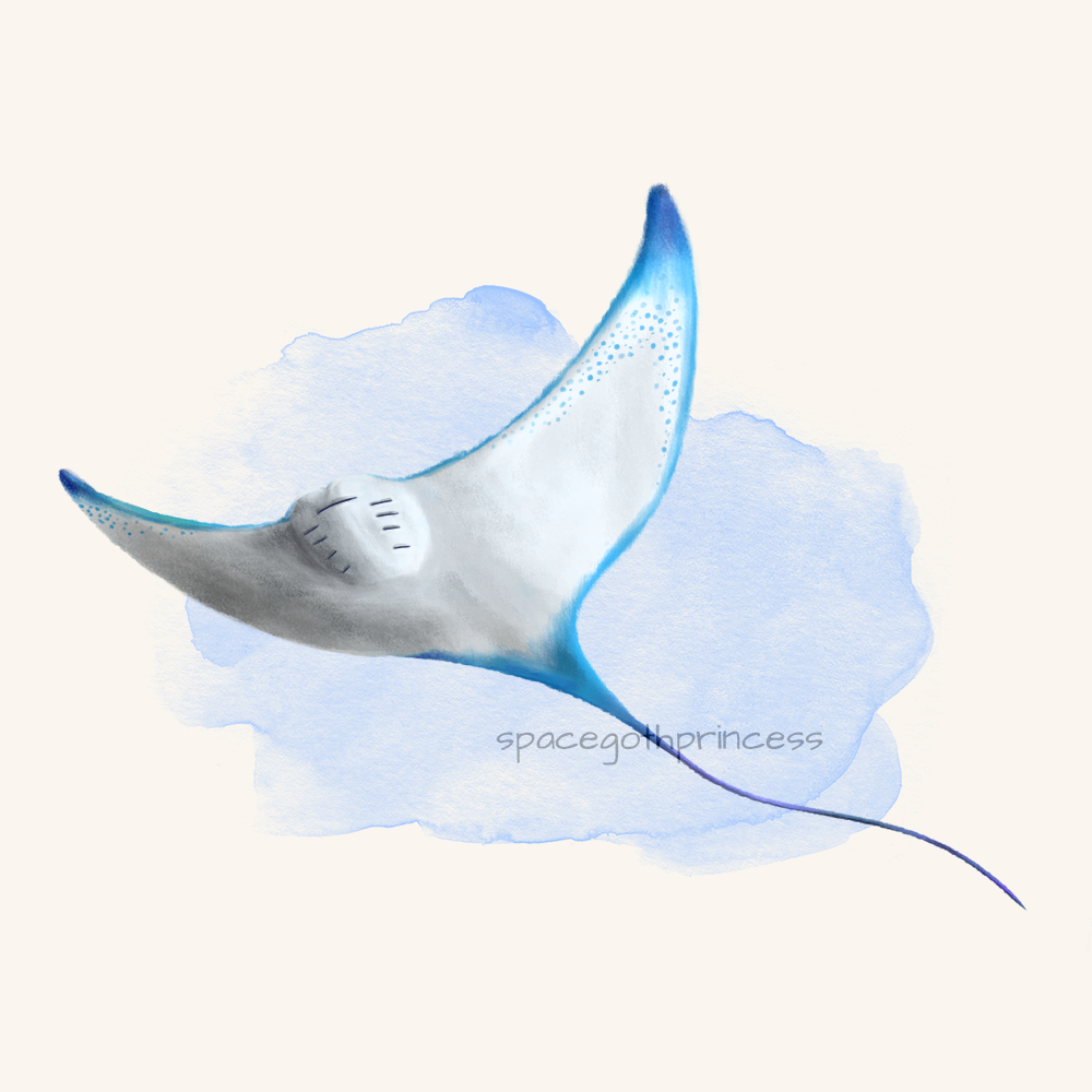 Drawing of a large manta ray like creature, viewed from below, appearing to be flying amongst the sky.